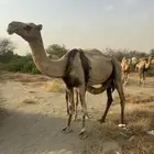 ناقة اركيه محور