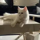 بسه