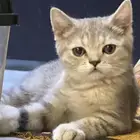 كيتن سكوتش ستريت قطط قطه بسه