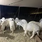 حري ذبايح ضيوف ذبائح ثلاجه زواجات يوجد صلخ وتوصيل