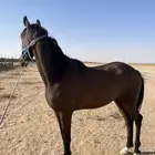 خيل