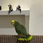 دبل يلو هيد ماجنا  Double Yellow Head Magna