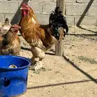 دجاج براهما حضان