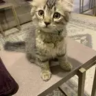 قطه أنثى للتبني عمرها ثلاث شهور