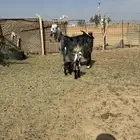 جفره والد