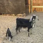 للبيع عنز معها تيس