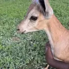 هجين ولد وعل