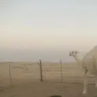 بعير للبيع