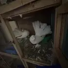 جوز شماسي امريكي للبيع