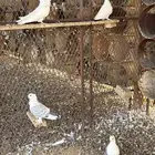حمام