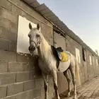 خيل