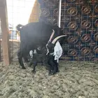 عنز والد معها جفرتين