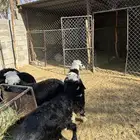 6 خرفان طيبات جذعات