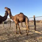 فحل احمر ثني