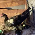 بطه مصريه بفروخها