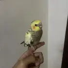 فرخ كروان كوكتيل فراشه ( تم البيع )