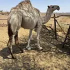 بكرة حق طيبة سومها11500