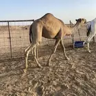 قعود للبيع