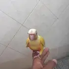 فرخ صن شيك اليف وهدد