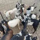 تيوس