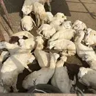 رخيل صنف طيبه ان شاء ماشاءالله