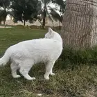 قط للتبني اليوم ضروري لاني بسافر خذو اجره