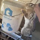 ارانب انثى وعيالها شنشلا