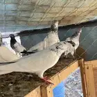 للبيع حمام باكستاني
