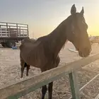 خيل للبيع حصان للبيع