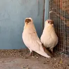 جوز حمام هلمت امريكي