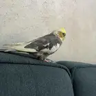 بغبغاء كروان(كوكتيل) ضايع في حي المونسية الي يلقاه له مكافأة