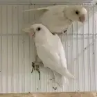 جوز روز البينو عيون حمراء تم البيع