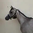 حصان واهو شعبي