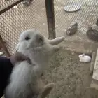 ارانب للبيع