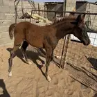 للبيع مهره