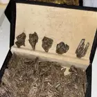 عود مميز مخدوم لباب بيتك