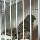 4 ازواج كناري