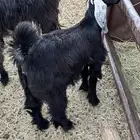 جفرا عرضيه ذبيحه ولا مقنوي