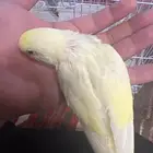 فروخ بادجي