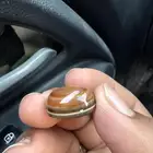 عقيق سليماني