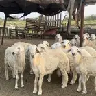 طليان حرية