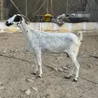 تم البيع تم البيع