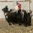 دجاج شوكي افرق