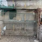 للبيع محاكر حمام