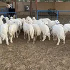 بهم تربيه