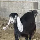 عناق ثنيه دافع صنف الصنف
