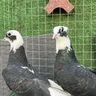 حمام قطايف طبات