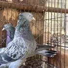 زوجين تركي