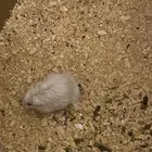 هامستر روسي