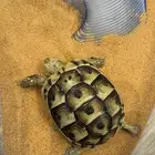 سلحفاة في الرياض حي قرطبة